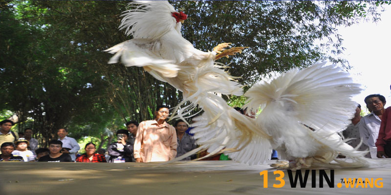 Hình thức cá cược đá gà 13WIN