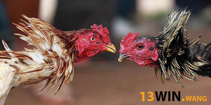 Khuyến mãi và ưu đãi cho người chơi đá gà 13win